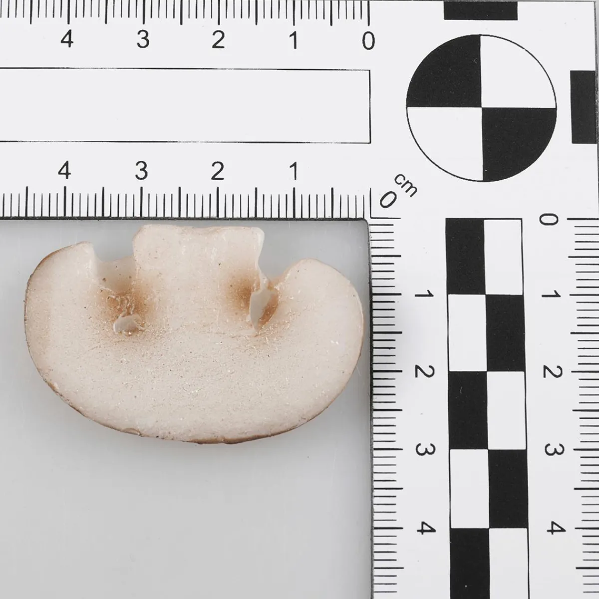 Tranches De Champignon Aliment Factice, 12 Pièces-DecoWoerner Outlet