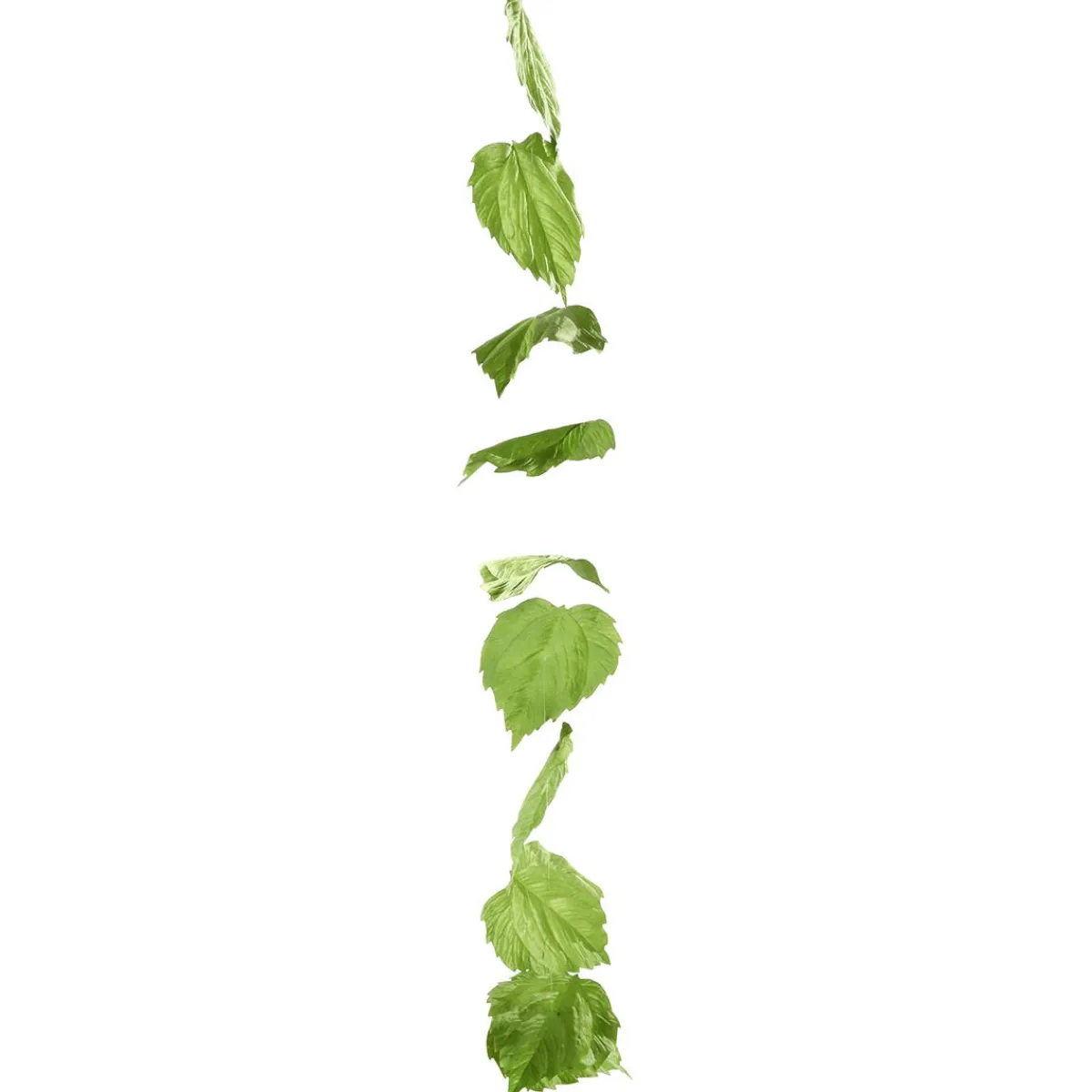 Vignette Feuilles De Bouleau 160 Cm-DecoWoerner