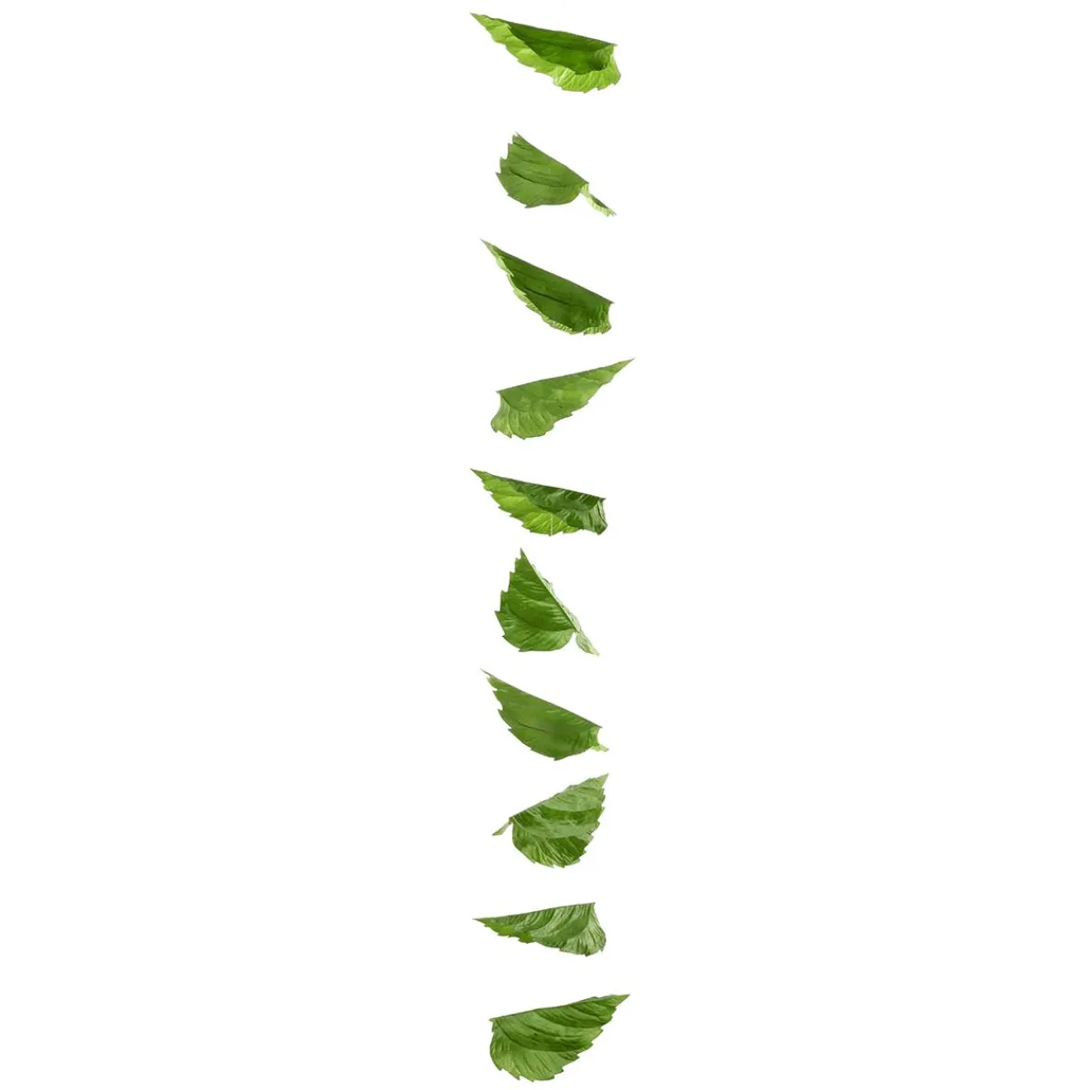 Vignette Feuilles De Bouleau 160 Cm-DecoWoerner