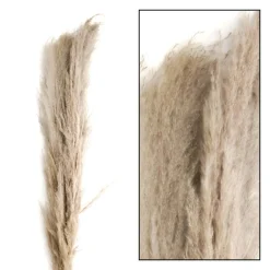 Véritable Herbe De La Pampa Séchée Triple Pack 150 Cm-DecoWoerner Hot